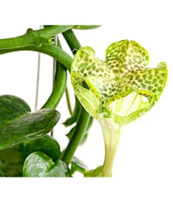 Kletternde Leuchterblume - Ceropegia Sandersonii, Säule -Gartenbedarf Angebote 8212193 PR DE 001 CeropegiaSandersoniiFallschirmblumeT12DehnerExpressHerzig