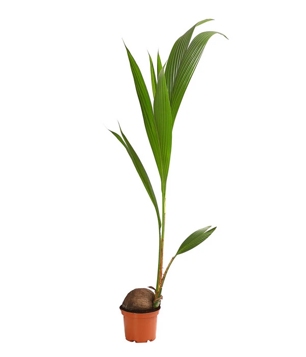 Kokospalme - Cocos Nucifera 1 Kokospalme - Cocos Nucifera