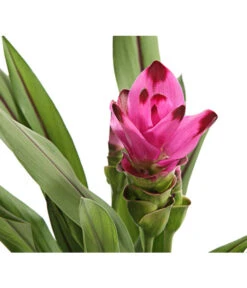 Indische Safranwurz - Curcuma Alismatifolia -Gartenbedarf Angebote 8217341 PR DE 001 CurcumaSarletLilaT15DehnerExpressHerzig