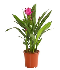 Indische Safranwurz - Curcuma Alismatifolia