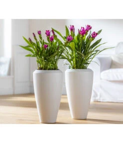 Indische Safranwurz - Curcuma Alismatifolia -Gartenbedarf Angebote 8217341 WE MO 001 Curcuma2021GC08