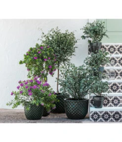 Gartenbedarf Angebote -Gartenbedarf Angebote 8225948 8591000 8591125 6705461 WE MO 001 PolygalaEucalyptus