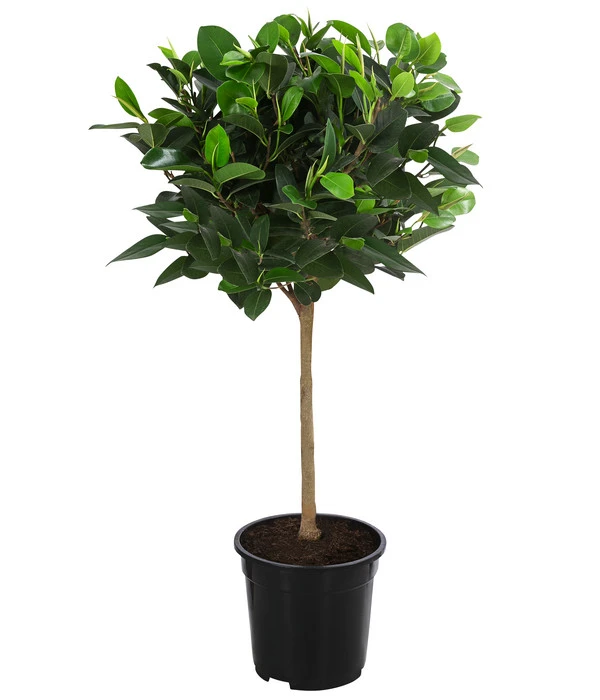 Australischer Feigenbaum 'Australis' 1 Australischer Feigenbaum 'Australis'