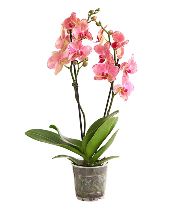 Schmetterlingsorchidee - Phalaenopsis Cultivars, Sonderfarben 2 Schmetterlingsorchidee - Phalaenopsis Cultivars, Sonderfarben – Bild 2