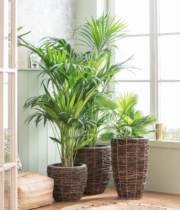 Dehner Holz-Korb Akira, Rund, Braun 2 Dehner Holz-Korb Akira, Rund, Braun – Bild 2