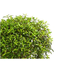 Brautmyrte, Stämmchen -Gartenbedarf Angebote 8244626 PR WE 001 MyrtusStammDehnerExpressHerzig