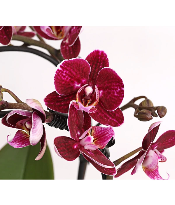 Midi Schmetterlingsorchidee - Phalaenopsis Cultivars, Zweitriebig, Verschiedene Sorten 8 Midi Schmetterlingsorchidee - Phalaenopsis Cultivars, Zweitriebig, Verschiedene Sorten – Bild 8