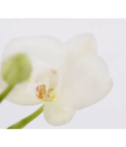 Midi Schmetterlingsorchidee - Phalaenopsis Cultivars, Zweitriebig, Verschiedene Sorten 15 Midi Schmetterlingsorchidee - Phalaenopsis Cultivars, Zweitriebig, Verschiedene Sorten -Gartenbedarf Angebote 8245052 PR DE 001 PhalaenposisHybrideT9MidiOrchideeDehnerExpressZS