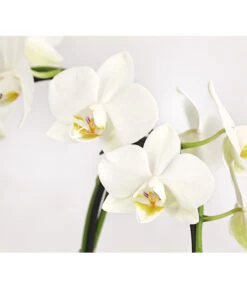 Midi Schmetterlingsorchidee - Phalaenopsis Cultivars, Zweitriebig, Verschiedene Sorten 17 Midi Schmetterlingsorchidee - Phalaenopsis Cultivars, Zweitriebig, Verschiedene Sorten -Gartenbedarf Angebote 8245052 PR DE 002 PhalaenposisHybrideT9DehnerExpressHerzig