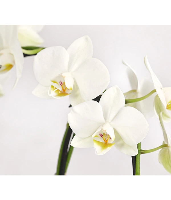 Midi Schmetterlingsorchidee - Phalaenopsis Cultivars, Zweitriebig, Verschiedene Sorten 9 Midi Schmetterlingsorchidee - Phalaenopsis Cultivars, Zweitriebig, Verschiedene Sorten – Bild 9