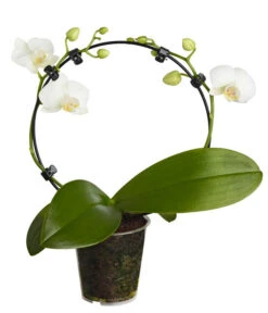 Midi Schmetterlingsorchidee - Phalaenopsis Cultivars, Zweitriebig, Verschiedene Sorten 12 Midi Schmetterlingsorchidee - Phalaenopsis Cultivars, Zweitriebig, Verschiedene Sorten -Gartenbedarf Angebote 8245052 PR FS 001 PhalaenposisHybrideT9MidiOrchideeDehnerExpressZS