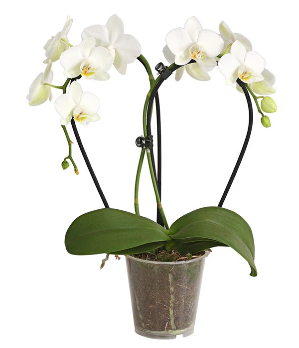 Midi Schmetterlingsorchidee - Phalaenopsis Cultivars, Zweitriebig, Verschiedene Sorten 2 Midi Schmetterlingsorchidee - Phalaenopsis Cultivars, Zweitriebig, Verschiedene Sorten – Bild 2