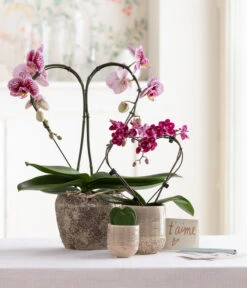 Midi Schmetterlingsorchidee - Phalaenopsis Cultivars, Zweitriebig, Verschiedene Sorten 13 Midi Schmetterlingsorchidee - Phalaenopsis Cultivars, Zweitriebig, Verschiedene Sorten -Gartenbedarf Angebote 8245052 WE MO 001 SchmetterlingsorchideeMidi