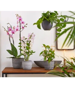 Vanille-Orchidee - Vanilla Planifolia 5 Vanille-Orchidee - Vanilla Planifolia -Gartenbedarf Angebote 8250045 8251399 8250045 825153 PR MO 001 Orchideen02BL20