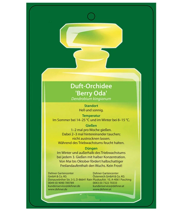 Duft-Traubenorchidee - Dendrobium Kingianum 'Berry' 4 Duft-Traubenorchidee - Dendrobium Kingianum 'Berry' – Bild 4