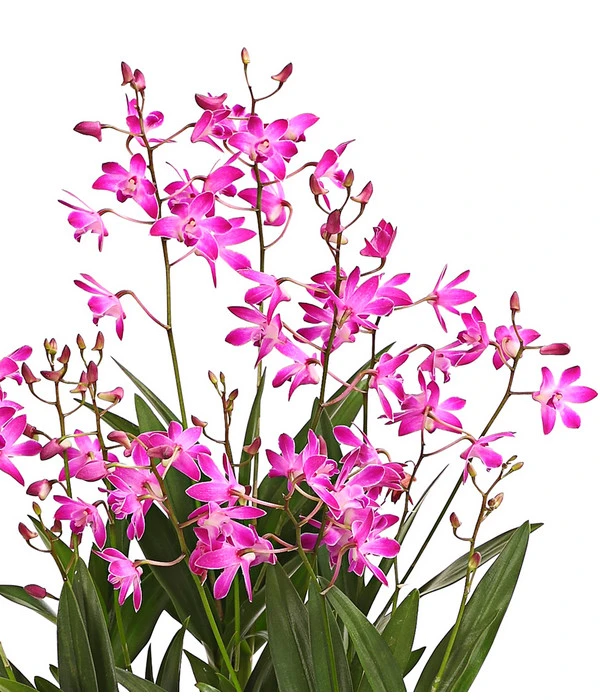 Duft-Traubenorchidee - Dendrobium Kingianum 'Berry' 2 Duft-Traubenorchidee - Dendrobium Kingianum 'Berry' – Bild 2