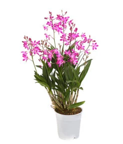 Duft-Traubenorchidee - Dendrobium Kingianum 'Berry'