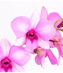 Dendrobium - Dendrobium Cultivaris, Verschiedene Sorten -Gartenbedarf Angebote 8250771 WE DE 002 DendrobiumSonderfarbenT12DehnerExpressHerzig