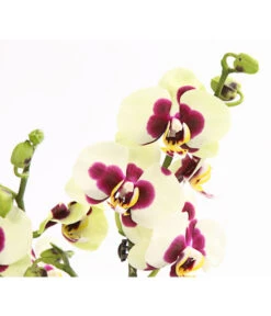Schmetterlingsorchidee - Phalaenopsis Cultivars, Sonderfarben 38 Schmetterlingsorchidee - Phalaenopsis Cultivars, Sonderfarben -Gartenbedarf Angebote 8253213 WE DE 001 SchmetterlingsorchideePhalaneopsisPanda2TrieberT12OWDehnerExpressHerzig