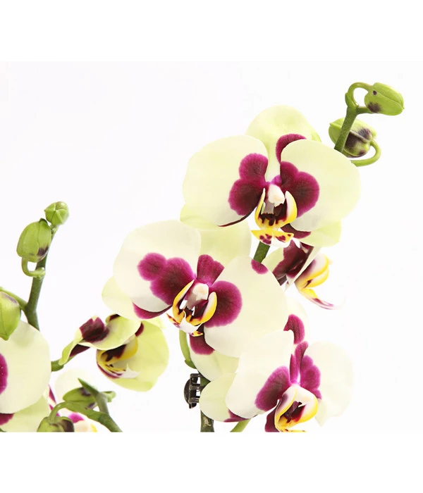Schmetterlingsorchidee - Phalaenopsis Cultivars, Sonderfarben 19 Schmetterlingsorchidee - Phalaenopsis Cultivars, Sonderfarben – Bild 19