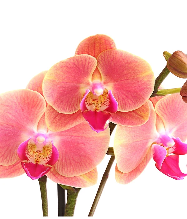 Schmetterlingsorchidee - Phalaenopsis Cultivars, Sonderfarben 17 Schmetterlingsorchidee - Phalaenopsis Cultivars, Sonderfarben – Bild 17
