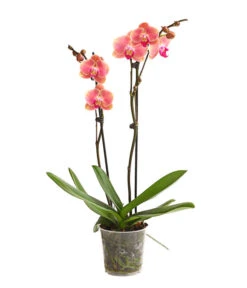 Schmetterlingsorchidee - Phalaenopsis Cultivars, Sonderfarben 24 Schmetterlingsorchidee - Phalaenopsis Cultivars, Sonderfarben -Gartenbedarf Angebote 8253726 WE FS 001 SchmetterlingsorchideePhalaenopsisMarigold2TrieberDehnerExpressHerzig