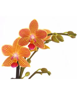 Schmetterlingsorchidee - Phalaenopsis Cultivars, Sonderfarben 37 Schmetterlingsorchidee - Phalaenopsis Cultivars, Sonderfarben -Gartenbedarf Angebote 8254005 WE DE 001 SchmetterlingsorchideePhalaenopsisGoldstaffT12PremiumDehnerExpressHerzig