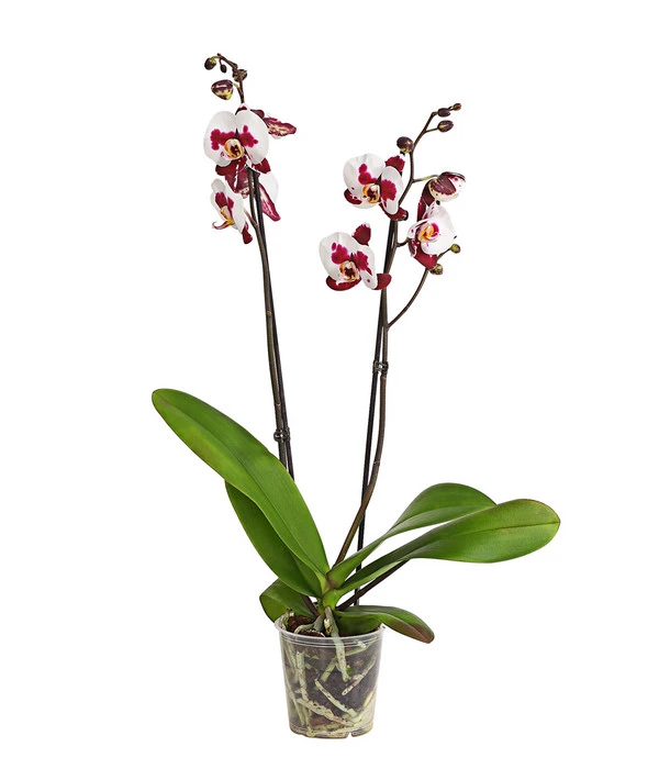 Schmetterlingsorchidee - Phalaenopsis Cultivars, Sonderfarben 13 Schmetterlingsorchidee - Phalaenopsis Cultivars, Sonderfarben – Bild 13