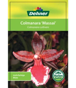 Tigerorchidee - Colmanara Cultivars 'Massai' -Gartenbedarf Angebote 8256174 8256182 ColmanaraCultivars 19122016 1