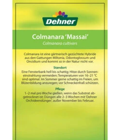 Tigerorchidee - Colmanara Cultivars 'Massai' -Gartenbedarf Angebote 8256174 8256182 ColmanaraCultivars 19122016 2