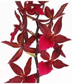 Tigerorchidee - Colmanara Cultivars 'Massai' -Gartenbedarf Angebote 8256174 PR DE 002 ColmanaraMassai1TrieberT12DehnerExpressHerzig