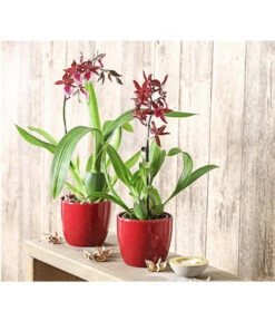 Tigerorchidee - Colmanara Cultivars 'Massai' -Gartenbedarf Angebote 8256174 PR MO 001 ColmanaraMassai1TrieberT12DehnerExpressHerzig
