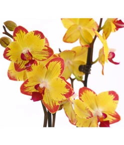 Schmetterlingsorchidee - Phalaenopsis Cultivars, Sonderfarben 34 Schmetterlingsorchidee - Phalaenopsis Cultivars, Sonderfarben -Gartenbedarf Angebote 8256943 WE DE 001 SchmetterlingsorchideePhalaenopsisBeeStingT12PremiumDehnerExpressHerzig