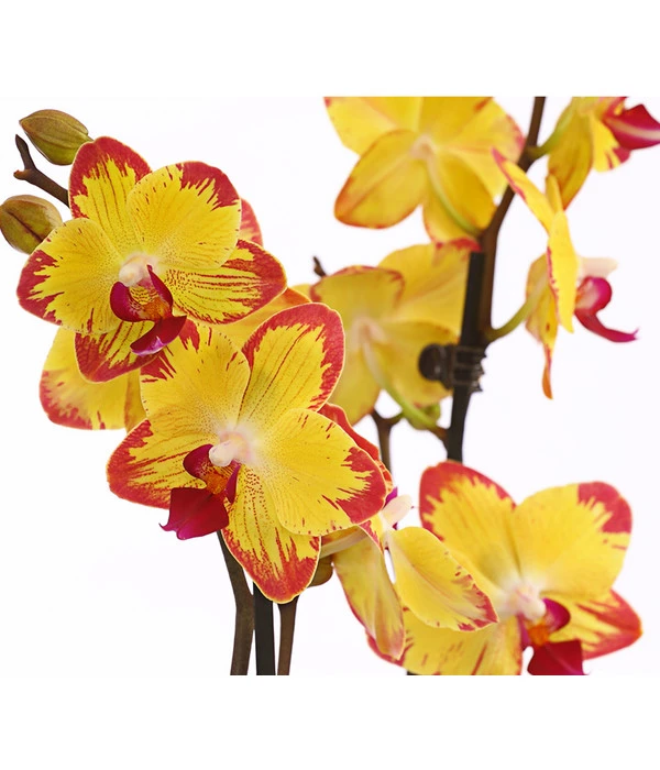Schmetterlingsorchidee - Phalaenopsis Cultivars, Sonderfarben 15 Schmetterlingsorchidee - Phalaenopsis Cultivars, Sonderfarben – Bild 15