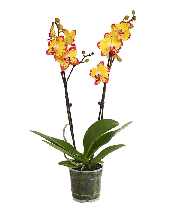 Schmetterlingsorchidee - Phalaenopsis Cultivars, Sonderfarben 1 Schmetterlingsorchidee - Phalaenopsis Cultivars, Sonderfarben