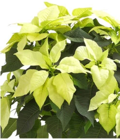 Weihnachtsstern - Euphorbia Pulcherrima, Stämmchen -Gartenbedarf Angebote 8258899 WE DE 001 PoinsettienStammWeissWeihnachtsstern