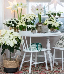 Weihnachtsstern - Euphorbia Pulcherrima, Stämmchen -Gartenbedarf Angebote 8260267 WE MO 001 WeihnachtsblueherEuphorbiaPulcherrima