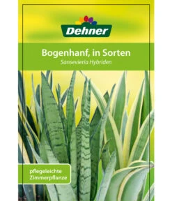 Bogenhanf - Sansevieria Cylindrica 'Mikado' -Gartenbedarf Angebote 82686741 8268591 8268807 8296782 8268799 8241077 Bogenhanf 1