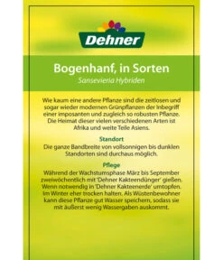 Bogenhanf - Sansevieria Cylindrica 'Mikado' -Gartenbedarf Angebote 82686741 8268591 8268807 8296782 8268799 8241077 Bogenhanf 2