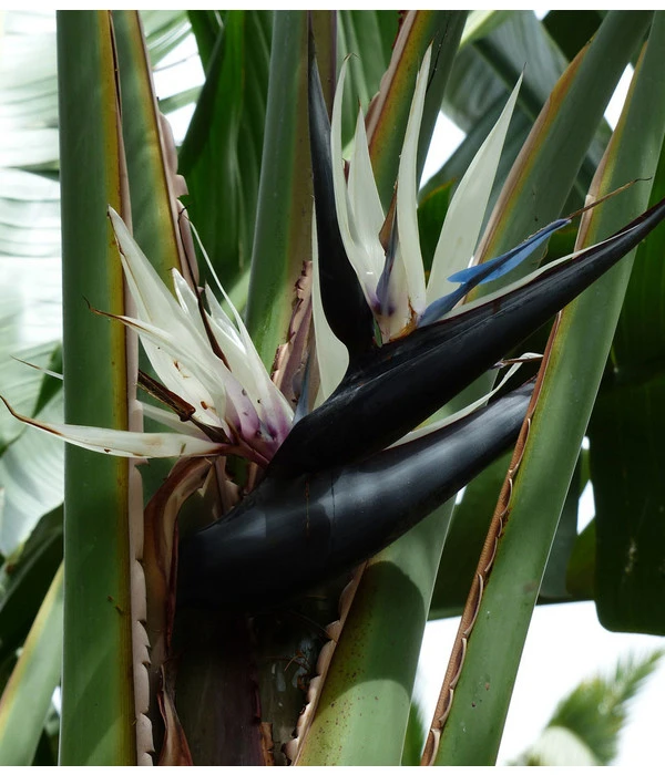 Weiße Strelitzie - Strelitzia Alba 2 Weiße Strelitzie - Strelitzia Alba – Bild 2