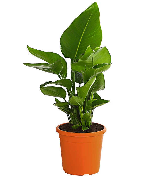 Weiße Strelitzie - Strelitzia Alba 1 Weiße Strelitzie - Strelitzia Alba