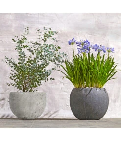 Dehner Polystone-Topf Kapstadt, Rund, Grau 9 Dehner Polystone-Topf Kapstadt, Rund, Grau -Gartenbedarf Angebote 8278251 WE MO 002 8586141 8587438 AgapanthusTwisterEucalyptusGunniBuschT24LapisLazuliUveSauerBL0218 1