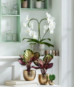 Dehner Beton-Übertopf Nola, Rund, Grau-kupfer -Gartenbedarf Angebote 8280505 WE MO 001 PhalaenopsisHerzT12