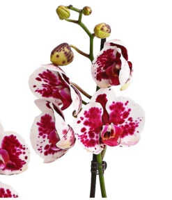 Schmetterlingsorchidee - Phalaenopsis Cultivars, Sonderfarben 35 Schmetterlingsorchidee - Phalaenopsis Cultivars, Sonderfarben -Gartenbedarf Angebote 8283269 WE DE 002 SchmetterlingsorchideePhalaenopsisSparklingMoments2TrieberT12DehnerExpressHerzig