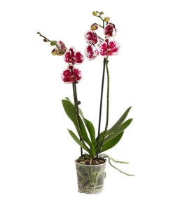 Schmetterlingsorchidee - Phalaenopsis Cultivars, Sonderfarben 22 Schmetterlingsorchidee - Phalaenopsis Cultivars, Sonderfarben -Gartenbedarf Angebote 8283269 WE FS 001 SchmetterlingsorchideePhalaenopsisSparklingMoments2TrieberT12DehnerExpressHerzig