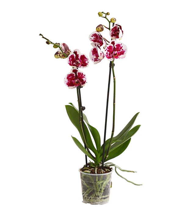 Schmetterlingsorchidee - Phalaenopsis Cultivars, Sonderfarben 3 Schmetterlingsorchidee - Phalaenopsis Cultivars, Sonderfarben – Bild 3