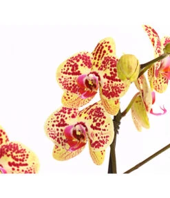 Schmetterlingsorchidee - Phalaenopsis Cultivars, Sonderfarben 31 Schmetterlingsorchidee - Phalaenopsis Cultivars, Sonderfarben -Gartenbedarf Angebote 8283392 WE DE 001 SchmetterlingsorchideePhalaenosisTotalCool2TrieberT12OWDehnerExpressHerzig