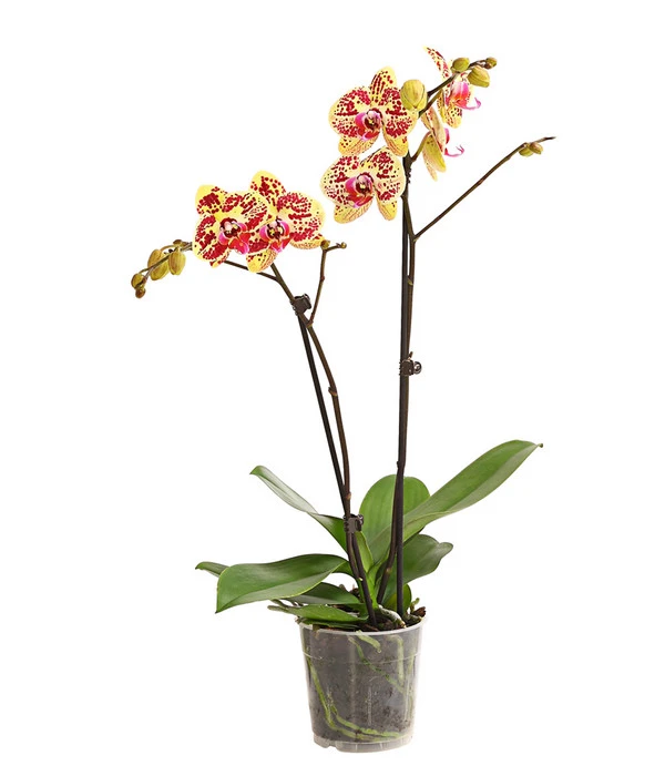 Schmetterlingsorchidee - Phalaenopsis Cultivars, Sonderfarben 9 Schmetterlingsorchidee - Phalaenopsis Cultivars, Sonderfarben – Bild 9