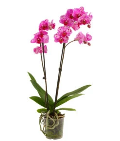 Schmetterlingsorchidee - Phalaenopsis Cultivars, Sonderfarben 29 Schmetterlingsorchidee - Phalaenopsis Cultivars, Sonderfarben -Gartenbedarf Angebote 8283467 PR FS 001 SchmetterlingsorchideePhalaenopsisPremiumParade