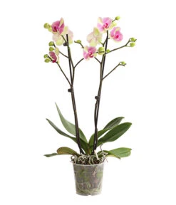 Schmetterlingsorchidee - Phalaenopsis Cultivars, Sonderfarben 27 Schmetterlingsorchidee - Phalaenopsis Cultivars, Sonderfarben -Gartenbedarf Angebote 8283475 WE FS 001 SchmetterlingsorchideePhalaenopsisMarshmellow2TrT12DehnerExpressHerzig